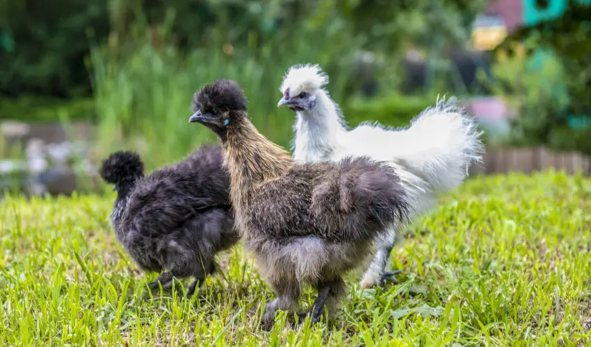 Term�l Apartmanok & Kemping Hark�ny Hark�ny - M�jus 1.