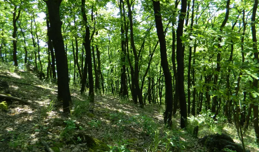 Tkert Fogad Nagymnyok - Mjus 1.