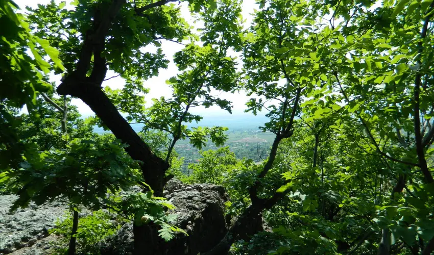 Tkert Fogad Nagymnyok - Mjus 1.