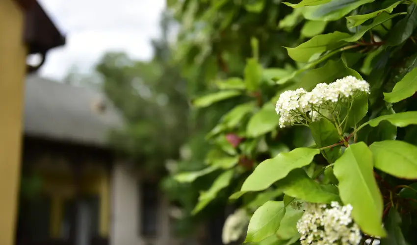 Torncos Vendghz Krshegy - Mjus 1. (min. 3 j)