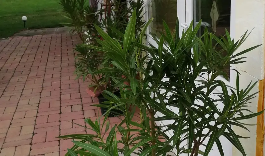 Turul Tanya  Mrahalom - Mjus 1.