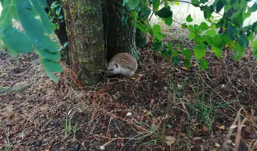 Turul Tanya  Mrahalom - Mjus 1.
