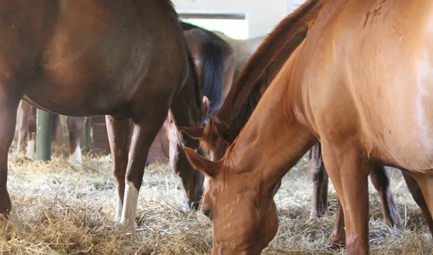 Vadkert Major Srvr - Mjus 1.