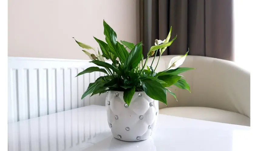 Zenit Panzi Miskolctapolca - Mjus 1. 